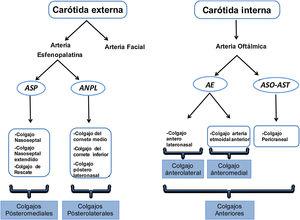 Diagrama de vascularización y colgajos de origen endonasal. AE: arteria etmoidal; ANPL: arteria nasal posterolateral; ASO-AST: arteria supraorbitaria y supratroclear; ASP: arteria esfenopalatina.