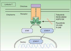 Representación esquemática del mecanismo de acción de los inhibidores de las Janus cinasas (JAK). STAT: proteínas transductoras de señal y activadoras de la transcripción; STAT-P: STAT fosforilada (activa).