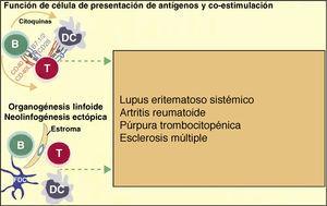 Las células B, además, pueden contribuir a la inflamación activamente en las enfermedades autoinmunes mediante la acción de células presentadoras de antígenos a los linfocitos T, y coestimulando el proceso inflamatorio mediante la producción propia de citoquinas al medio. Además, pueden intervenir en la respuesta inflamatoria mediante la formación de tejido linfoide ectópico. Tomada de Martin F et al.6