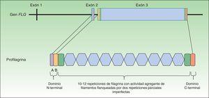 Estructura del gen FLG y de la proteína profilagrina.