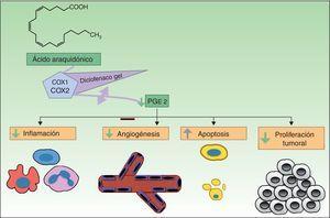 Inhibición de COX-2 por el diclofenaco, provocando un descenso de la PGE2 y en consecuencia una disminución de sus funciones, como son la angiogénesis, la proliferación tumoral, la inflamación y favoreciendo la apoptosis. COX-1: ciclooxigenasa 1; COX-2: ciclooxigenasa 2; PGE2: prostaglandina E2.