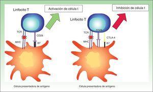 Imagen esquemática de la activación de la célula T. Activación de la célula T tras la interacción entre el receptor de la célula T y el HLA y entre las moléculas coestimuladoras B7 y CD28 (izquierda). Inhibición de la respuesta tras la unión del CTLA-4 a B7 (derecha). MHC: complejo mayor de histocompatibilidad; TCR: receptor de célula T.