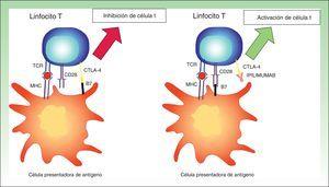 Imagen esquemática sobre la actividad del ipilimumab. A la izquierda inhibición del linfocito T por la unión entre CTLA-1 y B7. A la derecha activación del linfocito T por el bloqueo del CTLA-4 gracias a su unión al anticuerpo monoclonal (ipilimumab). MHC: complejo mayor de histocompatibilidad, TCR: receptor de célula T.