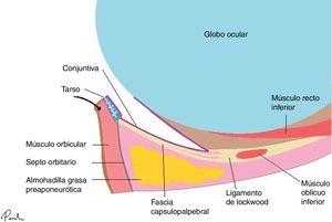 Anatomía palpebral básica. Lamela anterior (piel y músculo orbicularis oculi), lamela media (septo orbital y grasa orbital) y lamela posterior (fascia capsulopalpebral, tarso y conjuntiva).