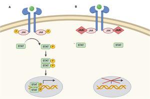 Vía JAK/STAT y mecanismo de acción de los inhibidores JAK. A) Vía JAK/STAT. La citoquina se une al receptor activando las proteínas JAK mediante fosforilación. El JAK activado fosforila proteína STAT, activándola. STAT activado se transloca al núcleo. La proteína STAT activada actúa como un factor de transcripción y se une al ADN, regulando la transcripción de una gran variedad de genes afectando el crecimiento celular y la apoptosis. B) Mecanismo de acción de los inhibidores de JAK (JAKi). Los inhibidores de JAK se unen al sitio de unión del adenosín trifosfato del dímero JAK impidiendo su autofosforilación y activación. Sin la activación de JAK, la proteína STAT tampoco se puede activar ni translocar al núcleo, resultando en una menor transcripción de genes proinflamatorios. Figura creada con ayuda de Biorender.com.