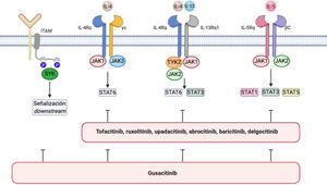 Vía de señalización IL-4/IL-13/JAK/STAT y vía SYK en dermatitis atópica. Se representan en la imagen los diferentes inhibidores de JAK y los inhibidores duales de JAK/SYK en dermatitis atópica. Las funciones biológicas de IL-4 e IL-13 son mediadas por su unión a las subunidades IL-4Rα e IL-13Rα1 de los correspondientes receptores. La IL-4 se une a un receptor de tipo I que comprende la IL-4Rα y la cadena γ del receptor de citocinas o bien a un receptor tipo II configurado por IL-4Rα e IL-13R α1. Este último es el receptor principal de IL-13. La IL-5 producida como consecuencia de la polarización Th2 se une a la subunidad IL-5Rα de su receptor, formando un complejo con una subunidad de señalización compartida, la cadena β, e induciendo la fosforilación de JAK1/JAK2 y la activación de STAT1, STAT3, y STAT5. La SYK se une mediante sus dominios SH2 característicos a motivos de activación de inmunorreceptores basados en tirosina (ITAM) difosforilados, situados en la región citoplasmática de diversos receptores inmunológicos, como por ejemplo los receptores de células T, B, NK o los diversos receptores para la fracción constante de inmunoglobulina (Fc) localizados en neutrófilos, mastocitos, macrófagos, células dendríticas y otras estirpes del sistema inmune. Como resultado de esta interacción se activan otras proteínas que transmiten las señales «aguas abajo». Dibujo creado con la ayuda de Biorender.com.