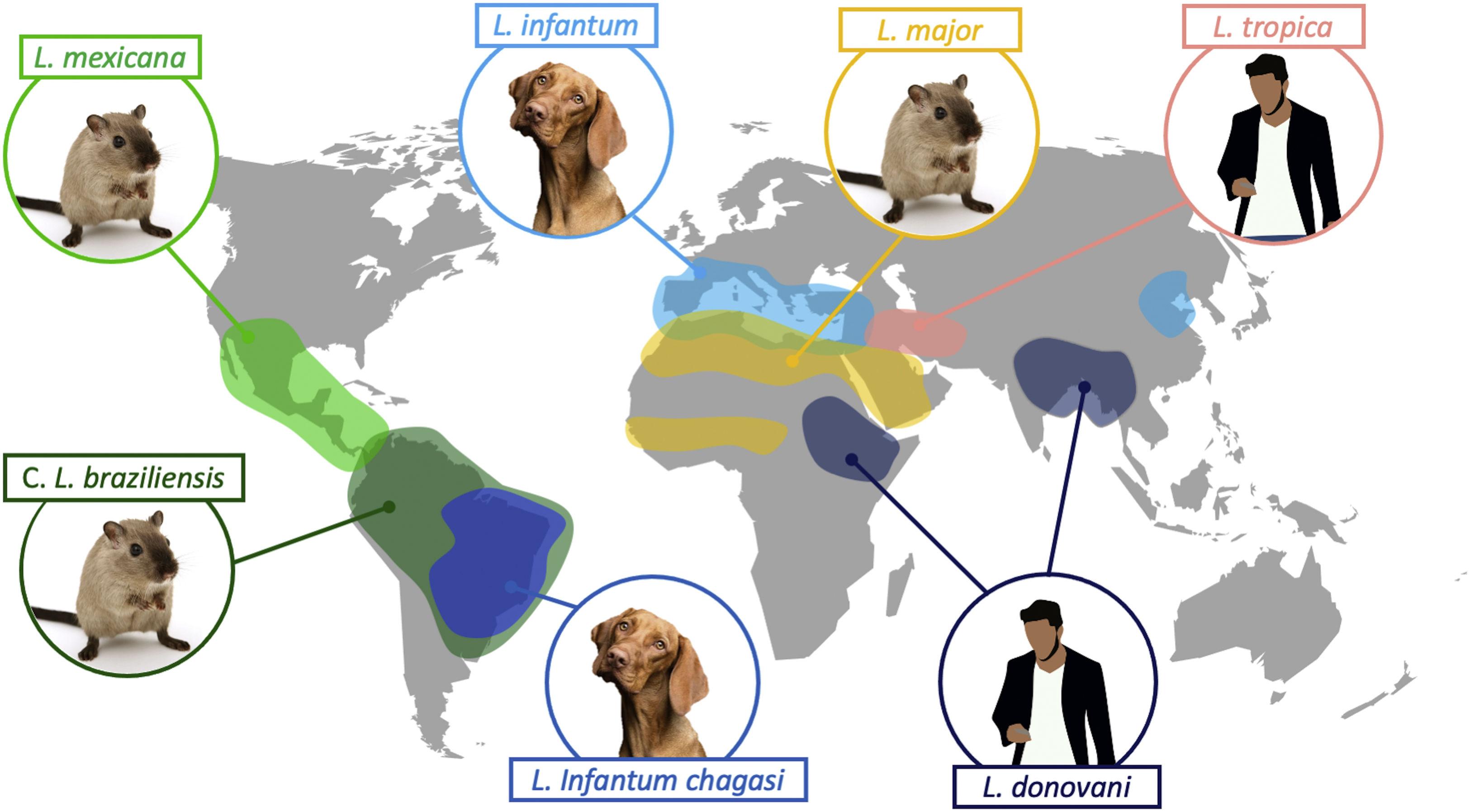 doxiciclina 50 mg mais barato
