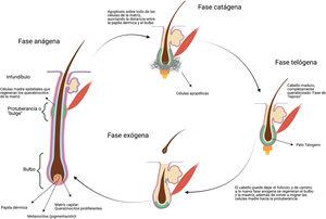 Ciclo normal de crecimiento del cabello (imagen creada con BioRender).