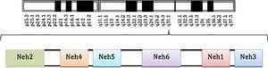 Localización del gen que codifica el Nrf2 (cromosoma 2q31) y la estructura de la proteína de transcripción.
