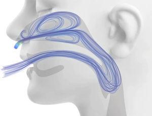 Computational fluid dynamics modeling of extrathoracic airway flush during high flow nasal cannula support. Image courtesy of Thomas L. Miller, PhD.