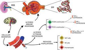 Schematic view of the interactions between immunological changes in the blood stream and renal alterations in patients with idiopathic nephrotic syndrome (INS). The figure emphasizes the main alterations in peripheral blood leukocyte populations and cytokine expression after in vitro stimulation with PMA in INS patients with persistent proteinuria (PP) in comparison to healthy controls.