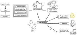 Exercise may act in specific vulnerabilities that IUGR individuals have, such as their increased risk for type II diabetes and adiposity, as well as hypothalamus–pituitary–axis (HPA) dysfunction. Moreover, exercise acts in several brain areas and processes, such as increasing neurogenesis and neuroplasticity and therefore influences behavior. Adapted and modified from Yi.96