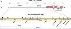 The SARS-CoV-2 genome has many ORFs and encodes as far as 50 non-structural, structural, and accessory proteins. Source: Romano et al.7.