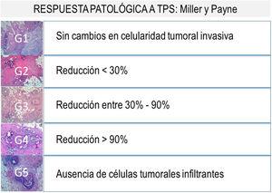 Escala de valoración de respuesta patológica de Miller y Payne. G: grado de celularidad tumoral invasiva; TPS: terapia sistémica primaria.