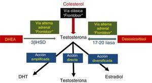 Esquema de vías de síntesis de testosterona. Vía clásica (front door pathway) con sus 3 divisiones: amplificada, directa y diversificada en azul. Vía alterna adrenal (front door pathway) en verde.
