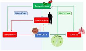 Efectos de los geroprotectores sobre la prevención y protección de los síntomas de la COVID-19. El envejecimiento es un importante factor de riesgo para la infección por SARS-CoV-2 y para diversas comorbilidades que, a su vez, aumentan el riesgo de infección viral. Se desconoce si SARS-CoV-2 acelera el envejecimiento. La vacuna representa la primera ofensiva contra SARS-CoV-2. Los geroprotectores pueden ejercer una acción tanto preventiva, actuando sobre el envejecimiento y las comorbilidades asociadas, como protectora, mejorando las consecuencias de la COVID-19.