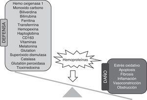 Principales mecanismos de defensa y efectos adversos de la acumulación renal de hemoproteínas.