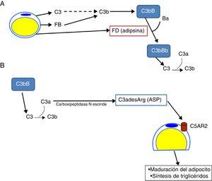 Papel del sistema del complemento en la biología del adipocito. A) Los adipocitos secretan componentes del complemento como C3, factor B (FB) y factor D (FD, adipsina) y son capaces de generar una convertasa de C3 (C3bBb) de la vía alternativa en sus inmediaciones. B) C3a se escinde por activación de la molécula de C3. A su vez C3a se convierte en C3adesArg (acylation stimulating protein [ASP]) por acción de la carboxipeptidasa N del tejido adiposo. C3adesArg actúa como ligando para su receptor, C5AR2, el cual se localiza en la superficie de los adipocitos, y cuya función principal es señalizar para estimular la síntesis de triglicéridos durante la maduración del tejido adiposo.