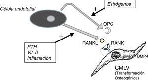 Esquema del eje OPG-RANKL-RANK y calcificación vascular. BMP: proteína morfogénica ósea; CMLV: célula de músculo liso vascular; NF-kB: factor nuclear potenciador de las cadenas ligeras kappa de las células B activadas; OPG: osteoprotegerina; PTH: parathormona; RANK: receptor activador de NF-kB; RANKL: ligando del receptor activador de NF-kB.