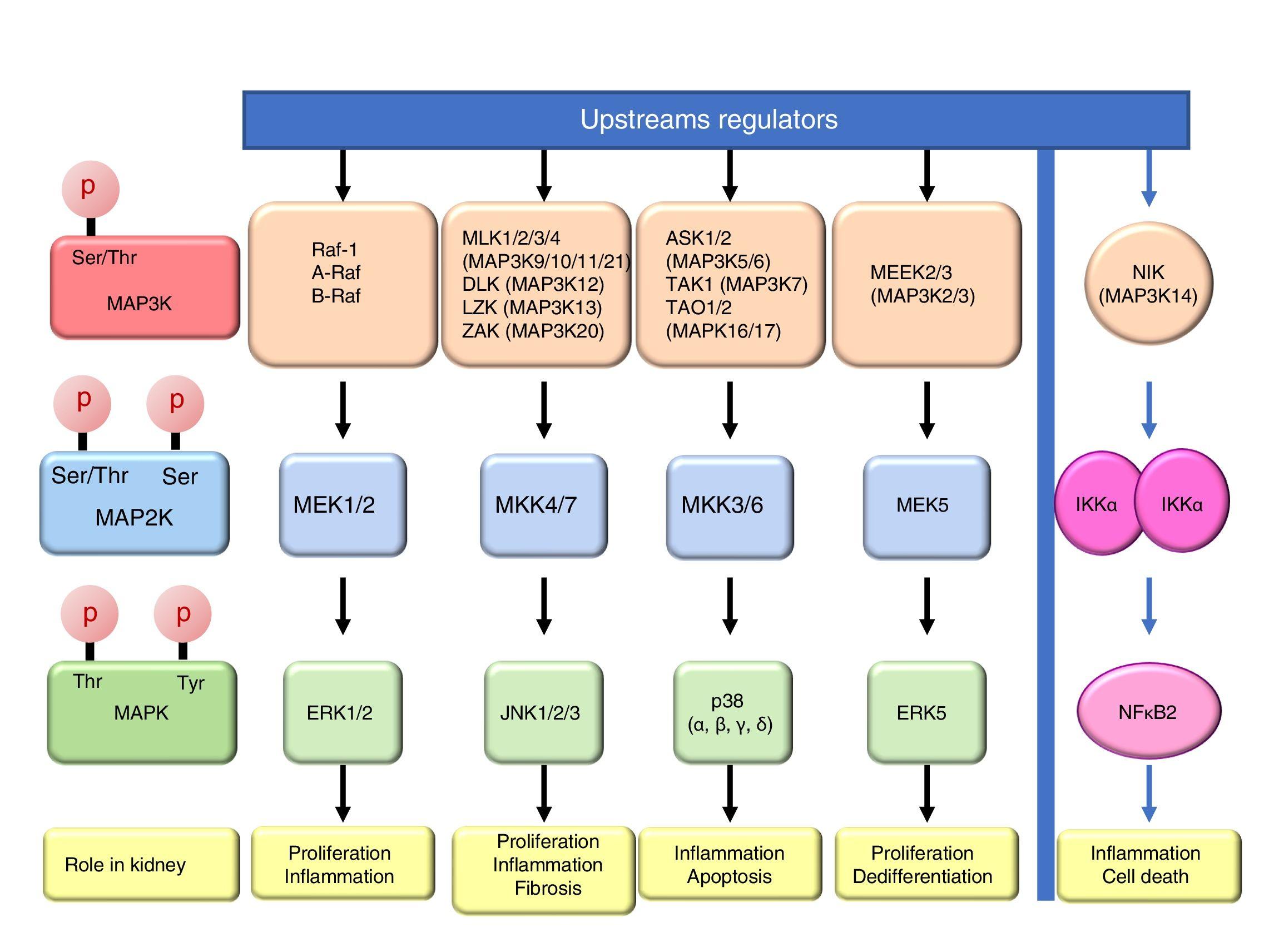 Non-canonical NFκB activation promotes chemokine expression in podocytes