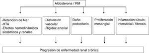 Mecanismos de daño renal producido por la aldosterona y activación del receptor mineralcorticoide (RM).