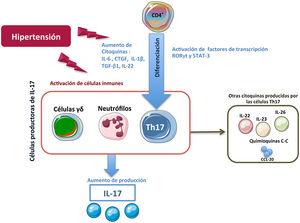 Células productoras de IL-17A. En situaciones de hipertensión se ha descrito aumento de citoquinas inflamatorias y de activación de células inmunes que pueden contribuir a la producción de IL-17A.