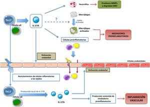 Efectos de la producción de IL-17A por linfocitos (Th17 y γδT) en células inmunes y en la respuesta inflamatoria tisular.