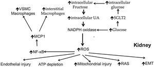 Different pathogenic mechanisms of kidney injury possibly induced by uric acid. UA: uric acid; ROS: reactive oxygen species; NF-κB: nuclear factor kappa B; MCP1: macrophage chemo-attractant protein-1; RAS: renin angiotensin system; EMT: epithelium mesenchyme transition; VSMC: vascular smooth muscle cells.
