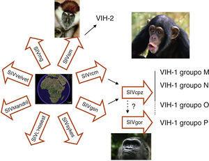 En África se han descrito más de 30 especies de monos infectados naturalmente con variedades de virus de la inmunodeficiencia del simio (SIV). El que infecta al Sooty mangabey (SIVsm) es el origen del VIH-2 en humanos. El VIH-1 grupo M procede del virus (SIVcpz-ptt) que infecta a una de las 4 variedades de chimpancé (Pan troglodytes troglodytes) que habita en bosques del sur de Camerún. El ancestro del VIH-1 grupo N también se ha encontrado en chimpancés de esa misma zona. El origen del grupo O está menos claro, ya que hasta el momento no se ha relacionado con ningún aislamiento en chimpancé y parece más relacionado con el SIVgor que infecta a poblaciones de gorila. Recientemente se ha identificado la infección en humanos por un VIH-1 más cercano que el grupo O al SIVgor y se ha propuesto la denominación de grupo P.