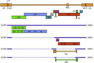 Organización del genoma de VIH-1. En la forma proviral el virus integrado esta flanqueado por las regiones terminales repetidas (LTR) compuestas or las regiones U3, R y U5. El LTR 5¿controla la expresión de los genes estructurales: gag, pol y env, y los accesorios: tat, rev, nef, vif, vpu y vpr. MA: Matriz, CA: Cápside, NC: Nucleocápside, IN: Integrasa, RT: Retrotranscriptasa, PR: Proteasa. Los 9 genes de VIH-1 se expresan por medio de diferentes mensajeros a partir del provirus (ADN) integrado. Los ARN más largos son exportados al citoplasma por un mecanismo Rev-dependiente y constituyen el genoma de nuevas partículas o son traducidos a las proteínas estructurales Gag, Pol y Env. Las proteínas reguladoras o accesorias son producto de extenso procesamiento (splicing) del ARN en el núcleo donde se producen hasta 7 versiones diferentes del ARN transcrito.