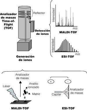 Esquema de un espectrómetro de masas. MALDI: desorción/ionización por láser asistida por matriz; ESI: ionización por electrospray; m/z: ratio masa/carga.