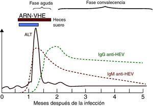 Perfil de marcadores de laboratorio en la hepatitis aguda por VHE autolimitada (modificado de Krawczynski et al.33).