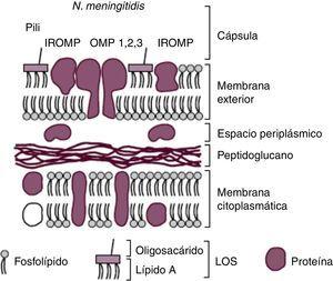 Esquema de la cubierta de N. meningitidis. Reproducción de Moraga F. Enfermedad Meningocócica: Pasado, presente y futuro7.