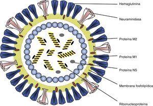 Estructura del virus de la gripe A.