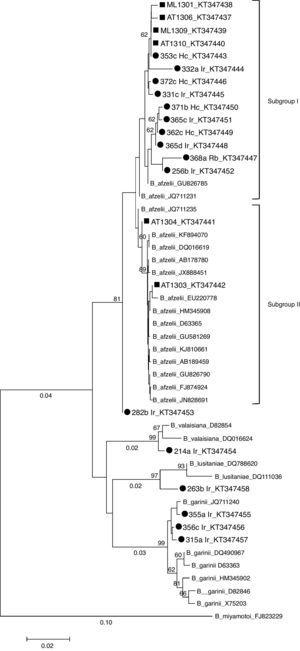 Phylogenetic tree (Neighbor-Joining) based on the partial sequence of B. burgdorferi s.l. flaB gene (338bp). Sequences used in the analysis included B. afzeliiAB178780, GU826785, JQ711231, JQ711235, KF894070, DQ16619, JX888451, EU220778, HM345908, D63365, GU581269, KJ810661, AB189459, GU826790, FJ874924, JN828691; B. gariniiDQ490967, HM345902, X75203, D82846, D63363, JQ711240; B. valaisianaD82854, DQ016624; B. lusitaniaeDQ788620, DQ016624, and B. miyamotoiFJ823229 as outgroup. Scale bar indicates an evolutionary distance of 0.02 nucleotides per position in the sequence. Bootstraps (1000 replicates) values >than 60% are shown below the branches. B. burgdorferi sensu lato sequences obtained in the present study are labeled by a solid circle (tick) or by a square (rodent). Ir: I. ricinus; Hc: H. concinna; Rb: R. bursa; ML: M. lusitanicus; AT: Arvicola