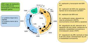 Estructura del papilomavirus humano y función de sus proteínas virales.