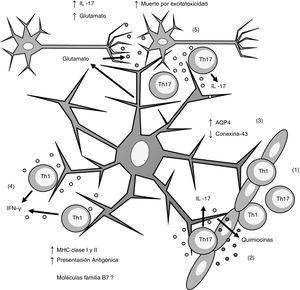 Esquema general de la participación de los astrocitos en la patogénesis de la esclerosis múltiple. (1) Los linfocitos Th1 y Th17 migran por diapédesis a través de la barrera hematoencefálica; (2) los linfocitos Th17 producen IL-17 que induce la producción de quimiocinas por los astrocitos, lo que incrementa el reclutamiento de células inmunes; (3) los astrocitos sobreexpresan AQP4 y disminuyen la expresión de conexina-43; (4) los linfocitos Th1 producen IFN-γ que induce la sobreexpresión de MHC clasei yii en los astrocitos, lo que incrementa la presentación antigénica; (5) los linfocitos Th17 producen IL-17 que induce un incremento de glutamato en la sinapsis neuronal, lo que provoca excitotoxicidad y muerte neuronal. AQP4: acuaporina 4; IFN-γ: interferón gamma; IL-17: interleucina 17; MHC: complejo principal de histocompatibilidad; Th1: linfocitos Th1; Th17: linfocitos Th17.