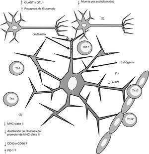 Esquema general de los efectos inducidos por el estrógeno sobre los astrocitos. La administración de estrógeno induce (1) disminución de la expresión de AQP4; (2) disminución en la expresión de MHC claseii, lo que disminuye la presentación antigénica; (3) incremento en la expresión de los receptores de recaptura de glutamato GLAST y GTL1, lo que incrementa la recaptura de glutamato de la sinapsis neuronal y disminuye la muerte neuronal por excitotoxicidad. AQP4: acuaporina 4; CD40: cluster de diferenciación 40; CD86: cluster de diferenciación 86; MHC: complejo principal de histocompatibilidad; PD-1: proteína de muerte programada-1; Th1: linfocitos Th1; Th17: linfocitos Th17.