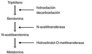 Síntesis de la melatonina a partir del triptófano.