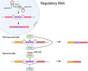 Both protein expression and splicing can be affected by the regulatory RNA like long non coding and micro RNA.