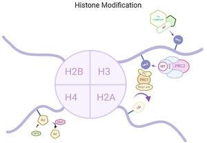 Methylation at H3, ubiquitylation at H2A and acetylation at H4 are the modifications in histone found in HD.