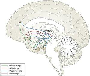 Neural circuitry of addiction.