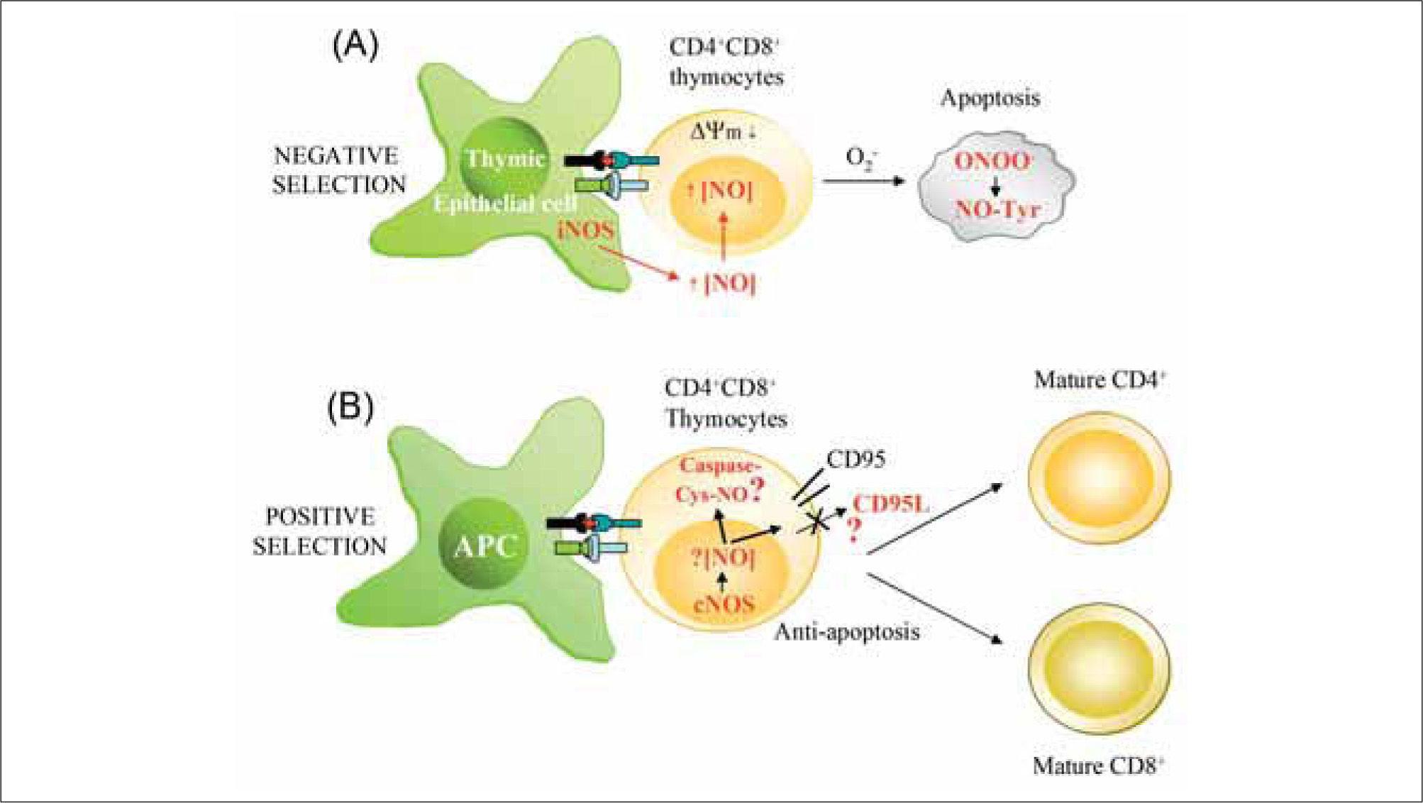 Stimulation of Unprimed Macrophages with Immune Complexes Triggers a Low  Output of Nitric Oxide by Calcium-dependent Neuronal Nitric-oxide Synthase  - ScienceDirect