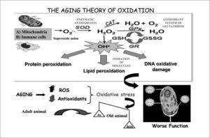 The aging theory of oxidation. Aging is the consequence of accumulation of oxidative damage in biomolecules caused by the high reactivity of the free radicals and reactive oxygen species (ROS) produced in our cells, specially in mitochondria, as a result of the necessary use of oxygen. The immune cells also produce important levels of ROS. The first oxygen free radical appearing in cells is the superoxide anion (O2–•), which produces hydrogen peroxide (H2O2) and hydroxil radical (OH•), the most reactive free radical, which carries out the oxidation of biomolecules such as proteins, lipids and DNA. The cells, in order to protect themselves against oxygen toxicity, have developed a variety of antioxidant mechanisms that prevent the formation of ROS or neutralize them after they are produced. Thus, superoxide dismutase (SOD) catalyzes the inactivation of superoxide anion and catalase (CAT) inactivates hydrogen peroxide. The reduced glutathione (GSH) is the most important antioxidant in the organism and neutralizes peroxides using the glutathione peroxidase (GPx) and in this action it is transformed to oxidized glutathione (GSSG). The antioxidant enzyme glutathione reductase (GR) is used to catalyze the reduction of glutathione. In healthy adult animals there is a balance between the amount of ROS produced and antioxidant defence levels. We should considerer that oxygen is essential for life and that ROS, in certain amounts, are needed for many physiological processes that are essential for our survival. Therefore, the functions of our organism are based on a perfect balance between the levels of ROS and those of antioxidants. However, with aging a loss of the balance appears, with an excess in the production of ROS or an insufficient availability of antioxidants, which leads to the oxidative stress. This situation of oxidative stress results in oxidative cell injury and therefore in a worse function of cells.
