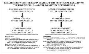 Relation of the oxidative state of leukocytes, their function and individual longevity. High levels of oxidative stress in the immune system results in an impaired function of its cells and a lower longevity of the subjects having these cells, whereas the contrary situation, namely low oxidative stress and better function of immune cells, is accompanied by high longevity. In agreement with the above, the models of premature and long-living mice and human subjects indicated in this figure are linked to low and high oxidative stress, respectively, in their immune cells.