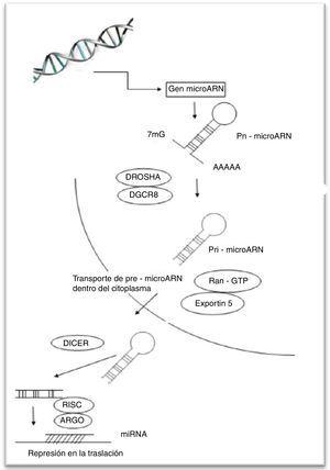 Formación de micro-ARN. El mi-ARN es transcrito por la ARN polimerasa II a partir del ADN, generando un transcrito primario (pri-mi-ARN) que es cortado por la ribonucleasa DROSHA/DGCR8 y que lo convierte en una molécula de menor tamaño llamada pre-mi-ARN. Esta es trasportada por exportin 5 al citoplasma, y allí otra ribonucleasa, Dicer iii, retira la estructura asa, produciendo una molécula de doble cadena, la cual se une a RISC y solo la hebra guía permanece unida. El mi-ARN interactúa con AGO2 un componente de RISC, guiándolo a blancos específicos, resultando en la represión traslacional o degradación del mARN.