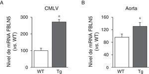 La sobreexpresión vascular de la LOX incrementa la expresión de la FBLN5. Nivel de mRNA de la FBLN5 evaluado mediante PCR a tiempo real en CMLV (A) y aorta (B) de ratones control (WT) y transgénicos para la LOX (Tg). Los resultados se muestran como media ±SEM (n=4-7; *: p<0,05 vs. WT).