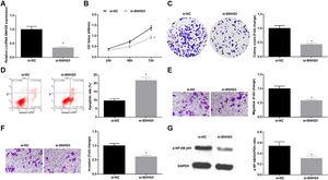 Silenced SNHG5 reduces the development of NSCLC cells. (A) SNHG5 expression in A549 cells was detected by RT-qPCR; (B) A549 cell proliferation after SNHG5 silencing was assessed by CCK-8 assay; (C) Colony formation rate of A549 cells after SNHG5 silencing was tested by colony formation assay; (D) A549 cell apoptosis rate after SNHG5 silencing was evaluated by flow cytometry; (E) A549 cell migration after SNHG5 silencing was examined by Transwell assay; (F) A549 cell invasion after SNHG5 silencing was determined by Transwell assay; (G) p-NF-κB p65 protein expression in A549 cells after SNHG5 silencing was measured by Western blot. Measurement data were expressed as mean±standard. * P<0.05 vs. the si-NC group. Cell experiments were performed independently in triplicate.