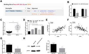 miR-181c-5p targets CBX4. (A) Binding sites of miR-181c-5p and CBX4 were predicted by Starbase; (B) The binding of miR-181c-5p and CBX4 was verified by luciferase activity assay; (C, D) CBX4 expression in clinical tissues and cell lines was tested by RT-qPCR; (E, F) Pearson correlation analysis of SNHG5, miR-181c-5p and CBX4; G-H. CBX4 expression was measured by RT-qPCR and western blot. Measurement data were expressed as mean±standard. In (B, G and H), * P<0.05 vs. mimic NC group (N=3); in (C), * P<0.05 vs. normal tissues (n=86); in (D), * P<0.05 vs. MRC-5 cells (N=3).