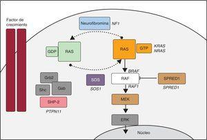 Cascada RAS-MAPK. La unión de un factor de crecimiento a un receptor de tirosincinasa activa efectores intracelulares como SHP2, que a su vez reclutan intercambiadores de guaninas como SOS1, que promueven el intercambio GDP/GTP en las proteínas RAS, las cuales se activan por fosforilación. RAS-GTP activa consecuentemente las distintas isoformas de RAF (RAF1, BRAF), MEK (MEK1, MEK2) y, por último, ERK.